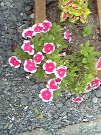 綺麗でしょ 2009/07/10 18:20:05