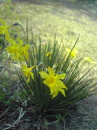 春ですね 2009/03/27 14:11:12