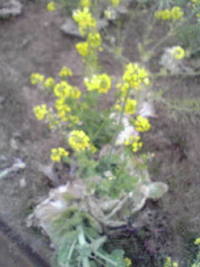 4月1日の記事 2009/04/01 10:31:59