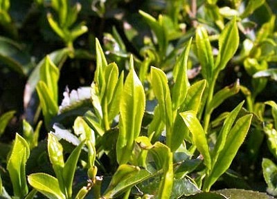 ★新茶のシーズン★