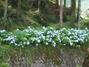 水窪の紫陽花がひっそりと！