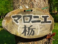 ★マロニエの里の秋★