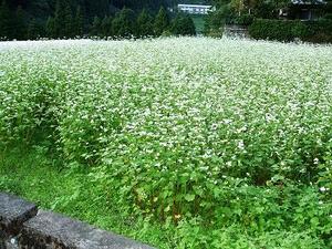 ★蕎麦（そば）の花★