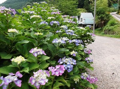 ★梅雨★