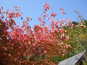 ★今朝のキャンプ場、紅葉★