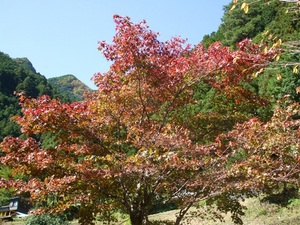 ★今朝のキャンプ場、紅葉★