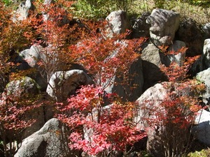 ★今朝のキャンプ場、紅葉★