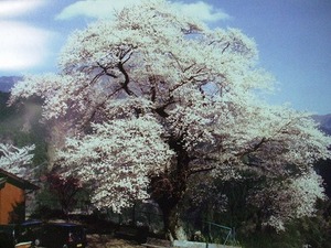 ★水窪の観光カレンダーその壱★