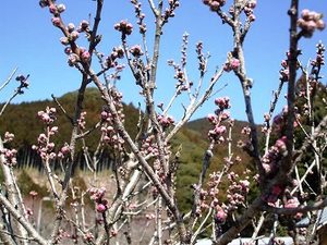 ★花桃はもう少し・・・★