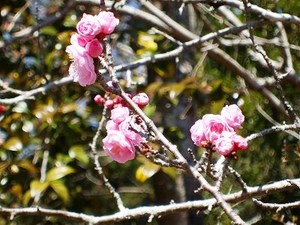 ★花桃はもう少し・・・★
