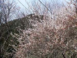 ★みさくぼの山桜（ヤマザクラ）も・・・★