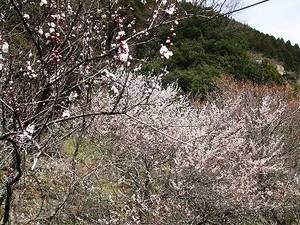 ★みさくぼの山桜（ヤマザクラ）も・・・★