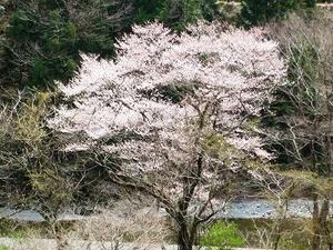 ★みさくぼの山桜（ヤマザクラ）も・・・★