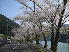 ★龍山トロン温泉の桜街道★