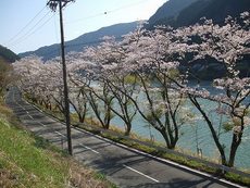 ★龍山トロン温泉の桜街道★