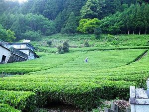 ★農林業の衰退の歩み④★