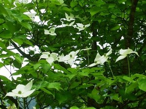 ★やまぼうし （山法師）★