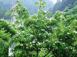★やまぼうし （山法師）★