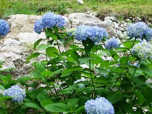 ★岸辺の紫陽花★