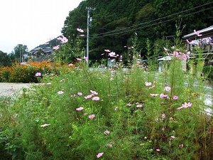 ★路傍の花★