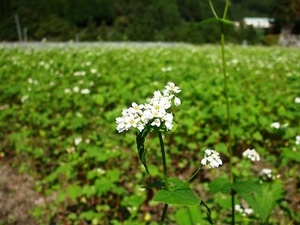 ★蕎麦（そば）の花★
