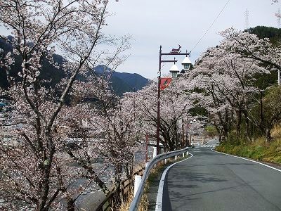 ★みさくぼ駅の桜★