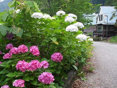 ★紫陽花の道★