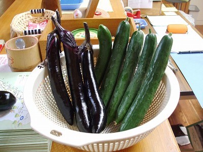 ★マロニエ農園から★