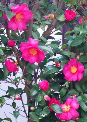 ★冬の花★