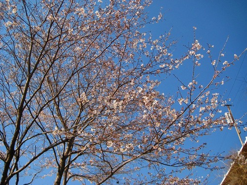 水窪「水辺の小径」の桜情報