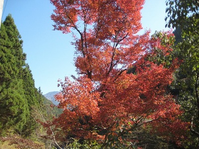 水窪紅葉情報
