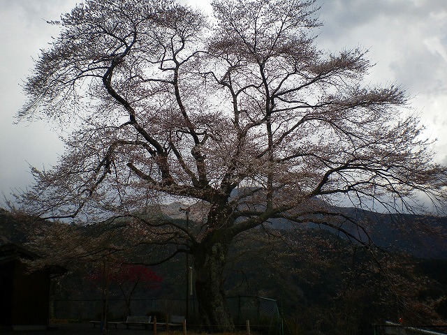 大野桜開花情報です