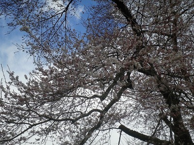 大野桜開花情報です