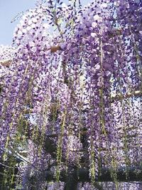 ５月の光の珠