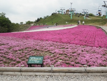 茶臼山の芝桜