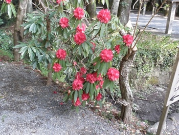 小国神社桜まつり