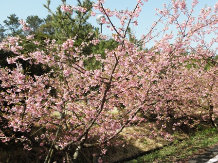浜岡の河津桜
