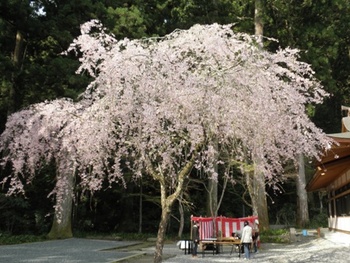 小国神社桜まつり
