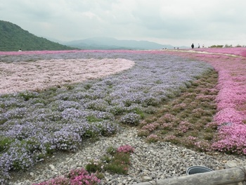 茶臼山の芝桜