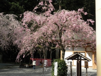 小国神社桜まつり