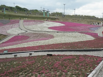 茶臼山の芝桜