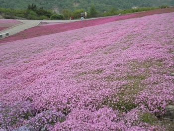 茶臼山の芝桜