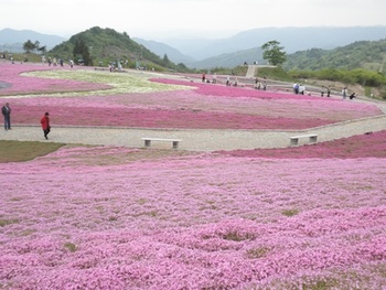 茶臼山の芝桜