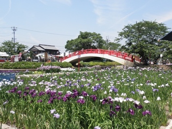 　賀茂神社の菖蒲