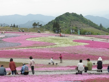 茶臼山の芝桜