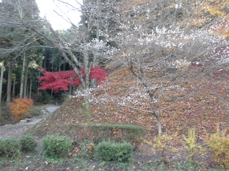 香嵐渓と四季桜