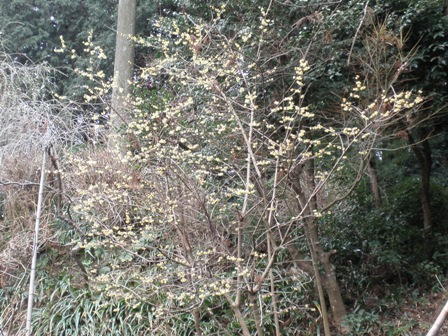 龍尾神社のしだれ梅