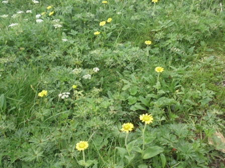 乗鞍の高山植物と世界遺産白川郷のお花たち