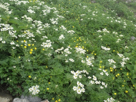 乗鞍の高山植物と世界遺産白川郷のお花たち