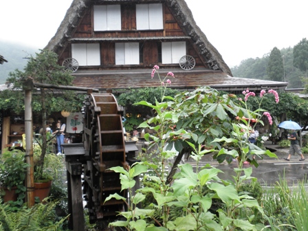 乗鞍の高山植物と世界遺産白川郷のお花たち